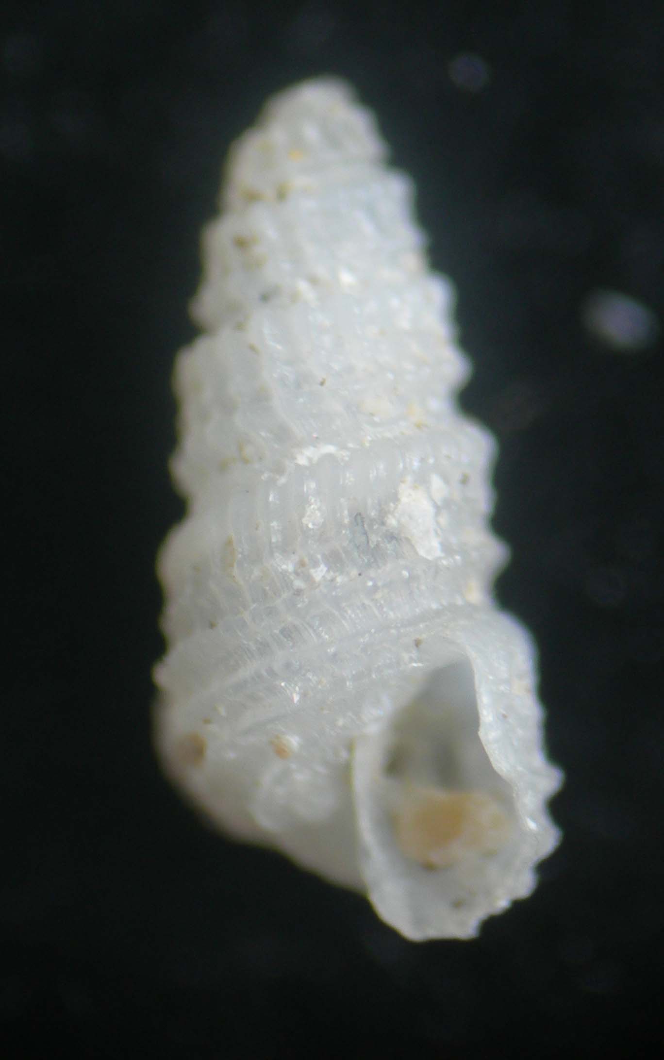 Folinella excavata